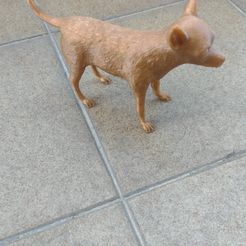 IMG_20230501_135141697.jpg Chihuahua Dog