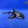 IMG_18112.jpg Low Poly Orca Whale Figurine - No Supports