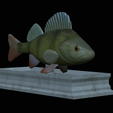 Perch-statue-9.png fish perch / Perca fluviatilis statue detailed texture for 3d printing