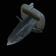 Barracuda-solo-model-11.png fish head great barracuda trophy statue detailed texture for 3d printing