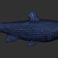 14.jpg Grass carp fish for 3D printing