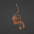 9.png 3D Model of Male Reproductive System