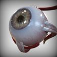 Bottom_View.jpg Eye anatomy
