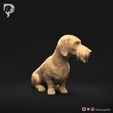 Dachshund-Wire-Haired-Pose-06-Dog-3D-Print-2s.jpeg Teckel à poil dur Pose 06