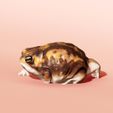 running-desert-rain-frog-03.jpg Running? Desert Rain Frog