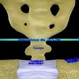 pelvis-types-hip-bone-labelled-detailed-3d-model-a33b22cf6a.jpg Pelvis types hip bone labelled detailed 3D model