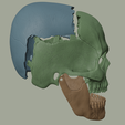 5.png Magnetic Articulated Skull