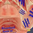 centralnervoussystemcortexlimbicbasalgangliastemcerebel3dmodelblend14.jpg Central nervous system cortex limbic basal ganglia stem cerebel 3D model