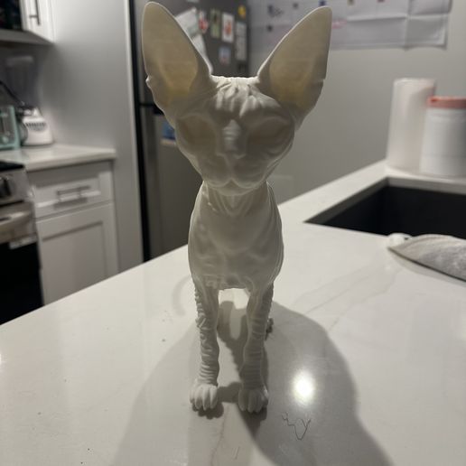Sphynx cat