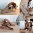 Struthiomimus.jpg Dinosaur skull -  Struthiomimus altus