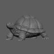 0003a.jpg Turtle