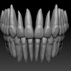 Full-upper-and-lower-arches.png Archivo STL ANATOMÍA COMPLETA DIENTES SUPERIORES E INFERIORES・Plan imprimible en 3D para descargar