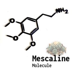 Mescalinetext.jpg Mescaline Molecule