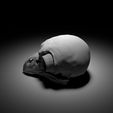 scene_crane_hibou_1_158.jpg "Owl Skull" : 3D file for sale