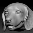 beagle-2.jpg Beagle dog head