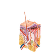 Integumentary System (Skin Model)