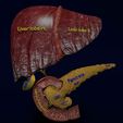 hepato-biliary-tract-pancreas-gallbladder-3d-model-blend-30.jpg Hepato biliary tract pancreas gallbladder 3D model