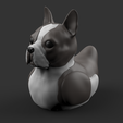 BostduckTerrier.180.png Bostduck Terrier - Boston Terrier (COLORED FILES)