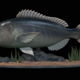 Dentex-statue-1-20.png fish Common dentex / dentex dentex statue underwater detailed texture for 3d printing