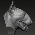 03.jpg Bull Terrier Head