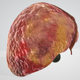 FATTY-LIVER,-Steatosis,-Steatohepatitis,-abdominal,-abdomen,-pancreatic,-biliary,-hepatic,-artery,.png 6 PIÈCES Modèle 3D réaliste du foie gras - avec système biliaire, veines portales, veines et artères hépatiques, ligaments du foie