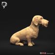 Dachshund-Wire-Haired-Pose-04-Dog-3D-Print-2s.jpeg Teckel à poil dur Pose 04