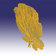 seafan 23.png Seafan coral