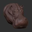 Shop1.jpg Hippopotamus portrait