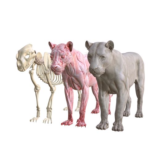LION BONES ANATOMY FBX 3MF STL OBJ 3D PRINTING CAT MUSCLE VEINS FELINE ANIMAL PREDATOR RAPTOR JUNGLE AFRICA 3D model