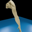 0006.png Anatomia do músculo do braço humano Modelo 3D | Estrutura realista do antebraço e da mão | Modelo de estudo anatómico