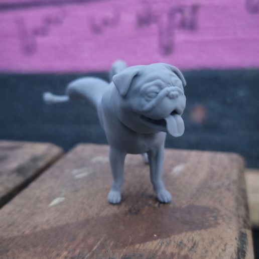 Pug-Pee-Photo.jpg Pug Pee