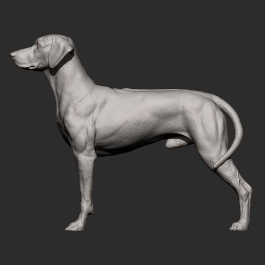 rhodesian-ridgeback12.jpg Rhodesian ridgeback 3D print model