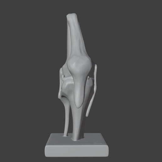 💊 3D Model of Human Knee Joint with Ligaments on Stand・ STL File for 3D ...