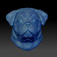Shop7.jpg English Bulldog Pug Dog Head Portrait