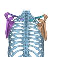 4.jpg Scapula Left and Right