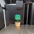 7b64c568-64e6-404e-9ecc-0d17a284d4d9.jpg Lucky Four-Leaf Clover Plant