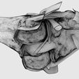 file-13.jpg Knee joint cut open detail labelled 3D model