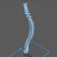 s8.png Vertebral Column