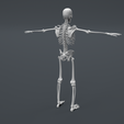 Skeleton-3.png Human Skeleton Structure ( Educational Prints )