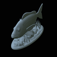 Dentex-statue-1-42.png fish Common dentex / dentex dentex statue underwater detailed texture for 3d printing