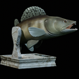 zander-trophy-8.png zander / pikeperch / Sander lucioperca fish in motion trophy statue detailed texture for 3d printing