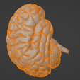 10.png 3D Model of Human Brain v3