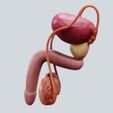 penis-externo.jpg Modelo Anatômico do Sistema Reprodutor Masculino