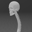 Captura-de-pantalla-2024-04-21-203700.png 3D Printed Human Spinal Column Model