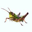 01.jpg DOWNLOAD Grasshopper 3D MODEL - ANIMATED - INSECT Raptor Linheraptor MICRO BEE FLYING - POKÉMON - DRAGON - Grasshopper - OBJ - FBX - 3D PRINTING - 3D PROJECT - GAME READY-3DSMAX-C4D-MAYA-BLENDER-UNITY-UNREAL - DINOSAUR -