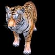 Q.jpg TIGER DOWNLOAD Bengal TIGER 3d model animated for blender-fbx-unity-maya-unreal-c4d-3ds max - 3D printing TIGER CAT CAT