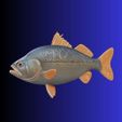 fish.jpg Realistic Bass Fish STL Model for 3D Printing