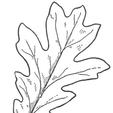 finished-oak-leaf.png Leaf Identification Lesson