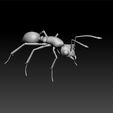 ant1.jpg Ant