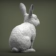 rabbit-rex-agouti6.jpg Rabbit rex agouti 3D print model